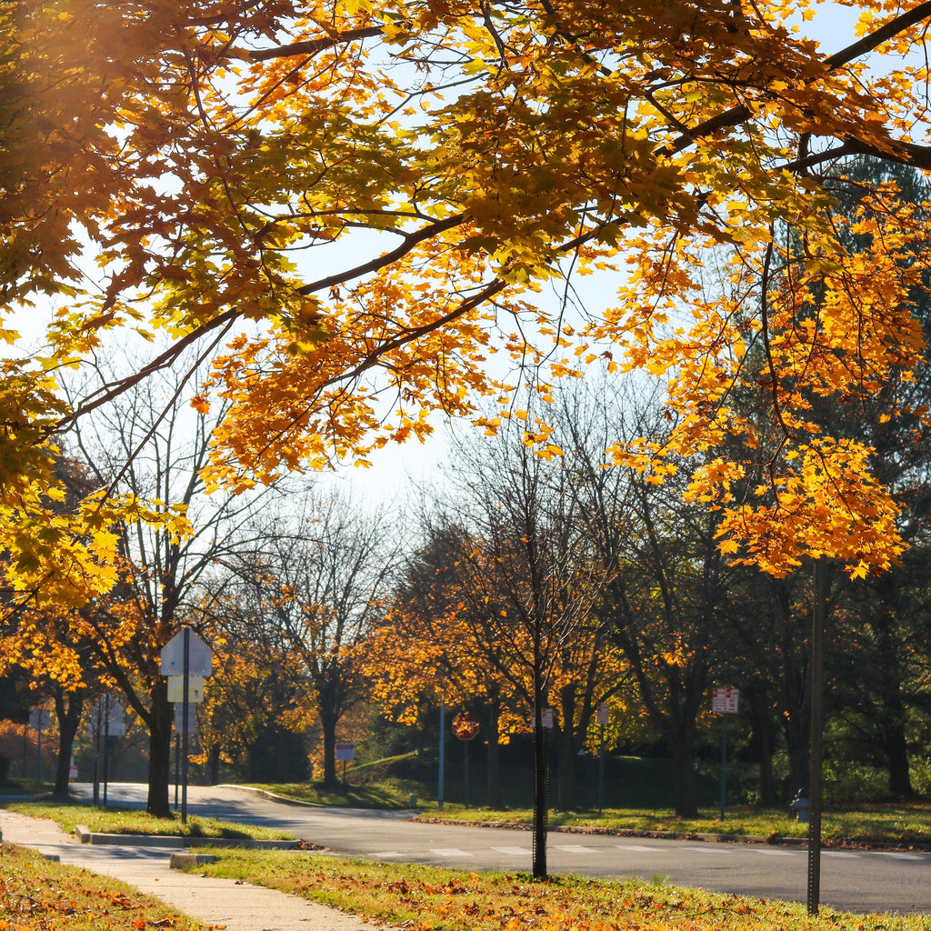 Transition to Fall